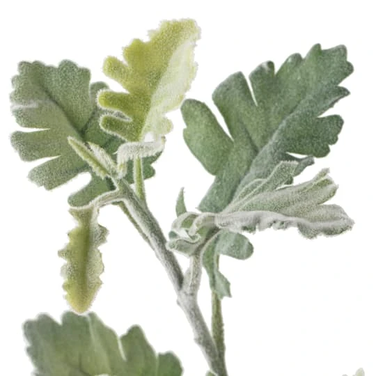 Frosted Dusty Miller Spray Stem By Ashland® 6 Frosted Dusty Miller Spray Stem By Ashland® - Image 4