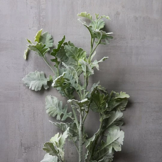Frosted Dusty Miller Spray Stem By Ashland® 5 Frosted Dusty Miller Spray Stem By Ashland® - Image 3