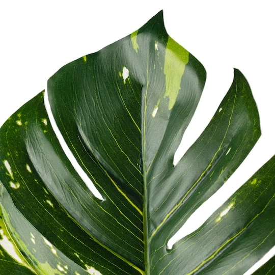 Monstera Leaf Stem By Ashland® 6 Monstera Leaf Stem By Ashland® - Image 4
