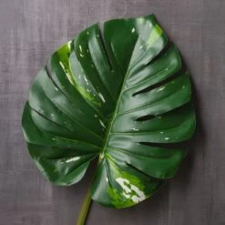 Monstera Leaf Stem By Ashland® 8 Monstera Leaf Stem By Ashland® -Flowers Michael Store 10626467 22