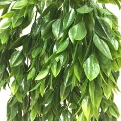 Hanging Ruscus Bush By Ashland® -Flowers Michael Store 10626982 2