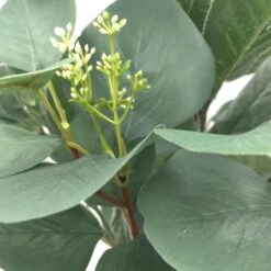 Silver Dollar & Lamb's Ear Bush By Ashland® 10 Silver Dollar & Lamb's Ear Bush By Ashland® -Flowers Michael Store 10626983 3