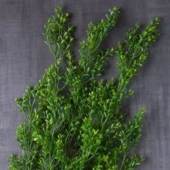 Green Boxwood Bush By Ashland® -Flowers Michael Store 10627315 22