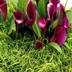 SuperMoss® Preserved Spanish Moss, Grass Green 12 SuperMoss® Preserved Spanish Moss, Grass Green -Flowers Michael Store 10627575 11