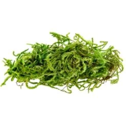 SuperMoss® Preserved Moss -Flowers Michael Store 10627578 1