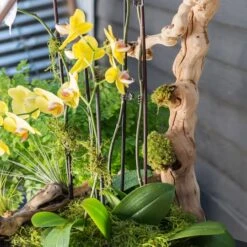 SuperMoss® Preserved Moss -Flowers Michael Store 10627578 11