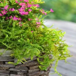 SuperMoss® Preserved Moss -Flowers Michael Store 10627578 12