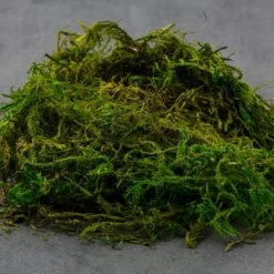 SuperMoss® Preserved Moss -Flowers Michael Store 10627578 21
