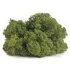 SuperMoss® Basil Reindeer Moss 2 SuperMoss® Basil Reindeer Moss -Flowers Michael Store 10629837 2