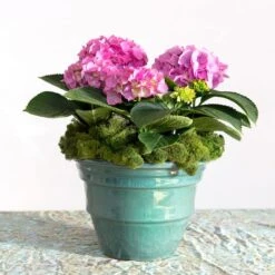 SuperMoss® Basil Reindeer Moss -Flowers Michael Store 10629837 3