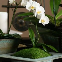 SuperMoss® Preserved Sheet Moss -Flowers Michael Store 10629850 3