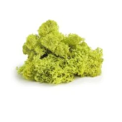 SuperMoss® Chartreuse Preserved Reindeer Moss, 2oz. -Flowers Michael Store 10633644 2