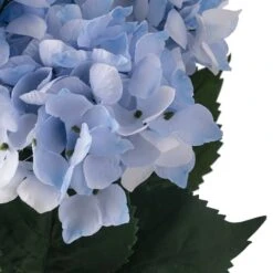 Light Blue Hydrangea Bush By Ashland® -Flowers Michael Store 10677452 20