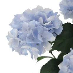 Light Blue Hydrangea Bush By Ashland® -Flowers Michael Store 10677452 3