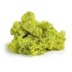 SuperMoss® Preserved Reindeer Moss, 8oz. -Flowers Michael Store 10701986 2