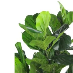 Northlight 4 Ft. Two-Tone Potted Wide Fiddle Leaf Floor Plant -Flowers Michael Store D236736S 2