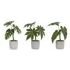 Melrose Green Potted Foliage Set, 10", 10.5" & 11.5" -Flowers Michael Store D237601S 1