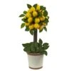 18" Potted Lemon Ball Topiary Arrangement 2 18" Potted Lemon Ball Topiary Arrangement -Flowers Michael Store D251493S 11