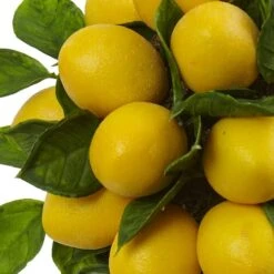 18" Potted Lemon Ball Topiary Arrangement -Flowers Michael Store D251493S 12