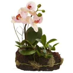 10" Orchid Island Arrangement, 2ct. -Flowers Michael Store D251612S 2
