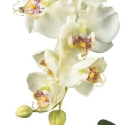 18" White Orchid Arrangement In Glass Vase -Flowers Michael Store D251614S 12