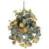 22" Golden Nasturtium Hanging Basket 1 22" Golden Nasturtium Hanging Basket -Flowers Michael Store D251630S 11
