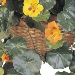 22" Golden Nasturtium Hanging Basket -Flowers Michael Store D251630S 12