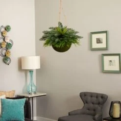 13" Cycas Plant In Mossy Hanging Basket 9 13" Cycas Plant In Mossy Hanging Basket -Flowers Michael Store D251642S 13