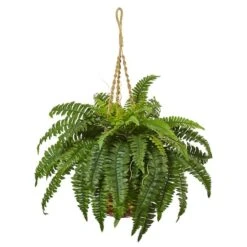 33" Boston Fern In Hanging Basket -Flowers Michael Store D251649S 11 1
