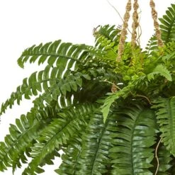33" Boston Fern In Hanging Basket -Flowers Michael Store D251649S 12