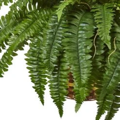 33" Boston Fern In Hanging Basket -Flowers Michael Store D251649S 13