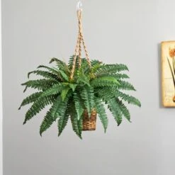 33" Boston Fern In Hanging Basket -Flowers Michael Store D251649S 14