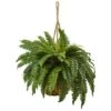 29" Boston Fern In Hanging Basket