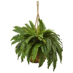 29" Boston Fern In Hanging Basket