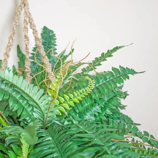 29" Boston Fern In Hanging Basket 5 29" Boston Fern In Hanging Basket - Image 3