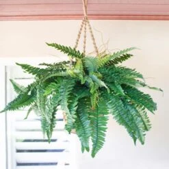 29" Boston Fern In Hanging Basket 12 29" Boston Fern In Hanging Basket -Flowers Michael Store D251653S 3
