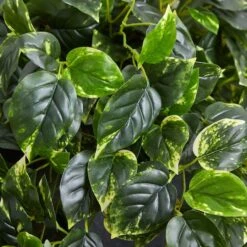 2.5ft. Hanging Pothos With Slate Planter -Flowers Michael Store D251663S 16