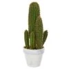 1.5ft. Cactus Succulent In White Planter