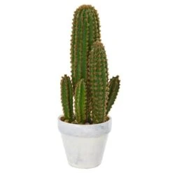 1.5ft. Cactus Succulent In White Planter