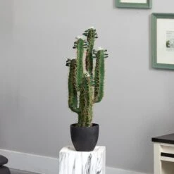 2.5’ Potted Cactus Plant -Flowers Michael Store D251716S 12