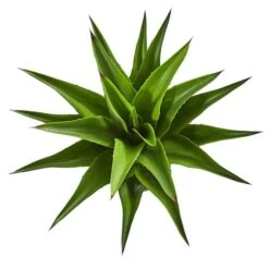 30" Potted Agave Plant -Flowers Michael Store D251718S 2