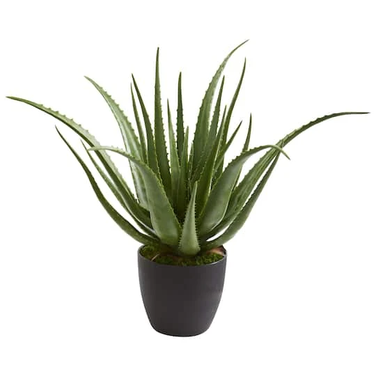2ft. Potted Aloe Plant 4 2ft. Potted Aloe Plant - Image 2