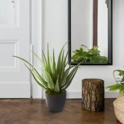 2ft. Potted Aloe Plant 11 2ft. Potted Aloe Plant -Flowers Michael Store D251732S 13