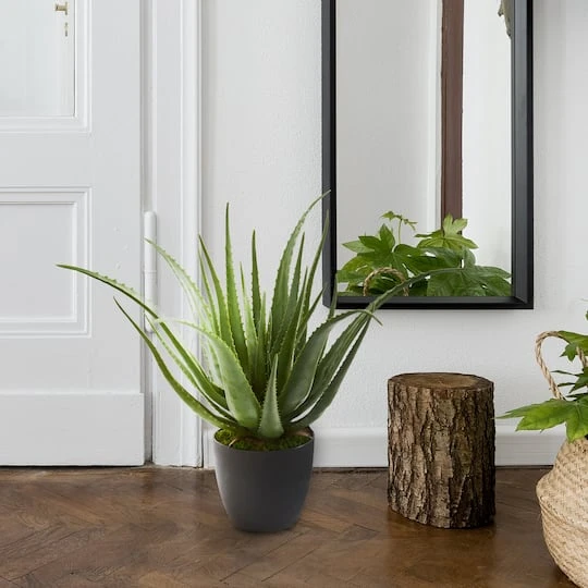 2ft. Potted Aloe Plant 6 2ft. Potted Aloe Plant - Image 4