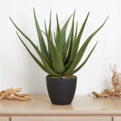 2ft. Potted Aloe Plant 12 2ft. Potted Aloe Plant -Flowers Michael Store D251732S 14