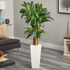 5ft. Cornstalk Dracaena Plant In White Tower Planter -Flowers Michael Store D251738S 12