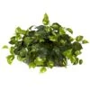 15" Pothos Ledge Plant -Flowers Michael Store D251771S 11