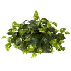 15" Pothos Ledge Plant
