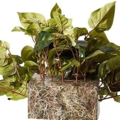 15" Pothos Ledge Plant -Flowers Michael Store D251771S 12
