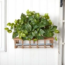 15" Pothos Ledge Plant -Flowers Michael Store D251771S 15